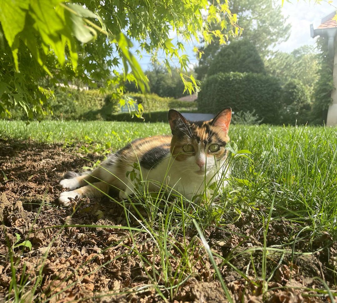 Domaine La Buissonnière - Maison d’hôtes de charme près de Metz en Moselle, Lorraine, France - Les informations pratiques - Animaux